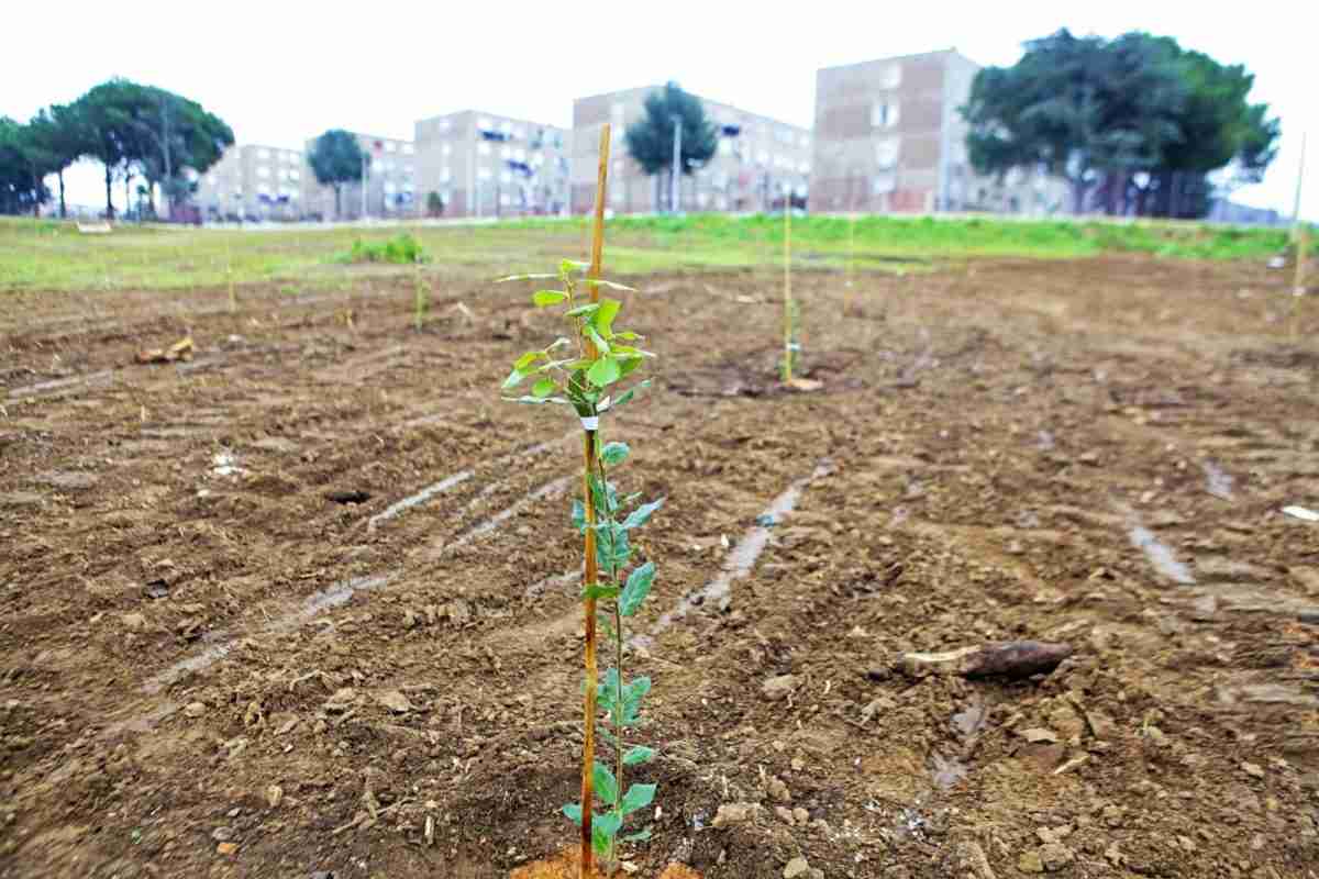 sinistra italiana su progetto foresta urbana a monterusciello